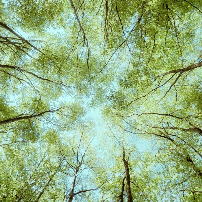 Baumkronen im Wald in Deutschland