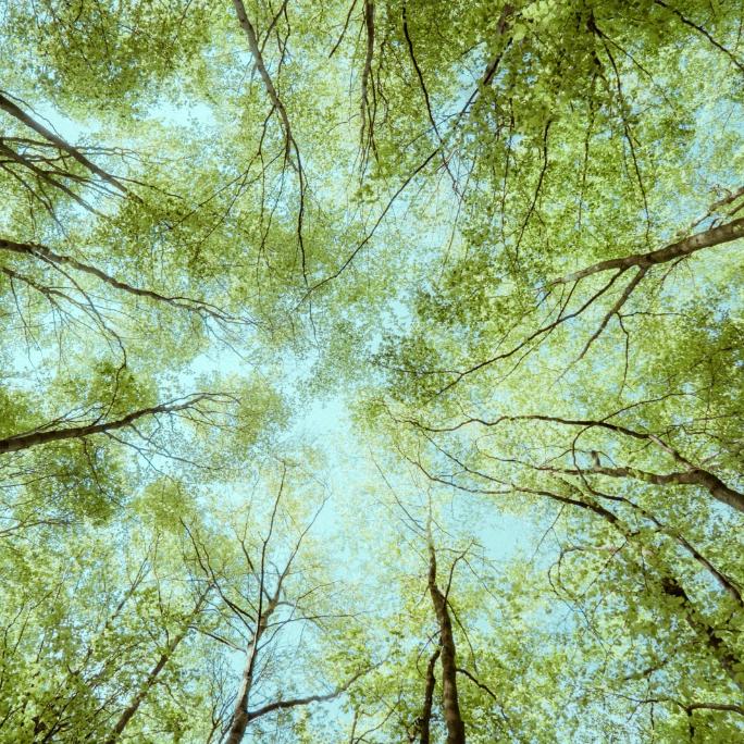Baumkronen im Wald in Deutschland