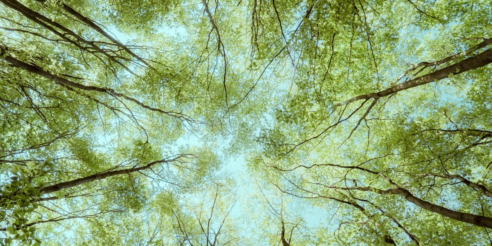 Baumkronen im Wald in Deutschland