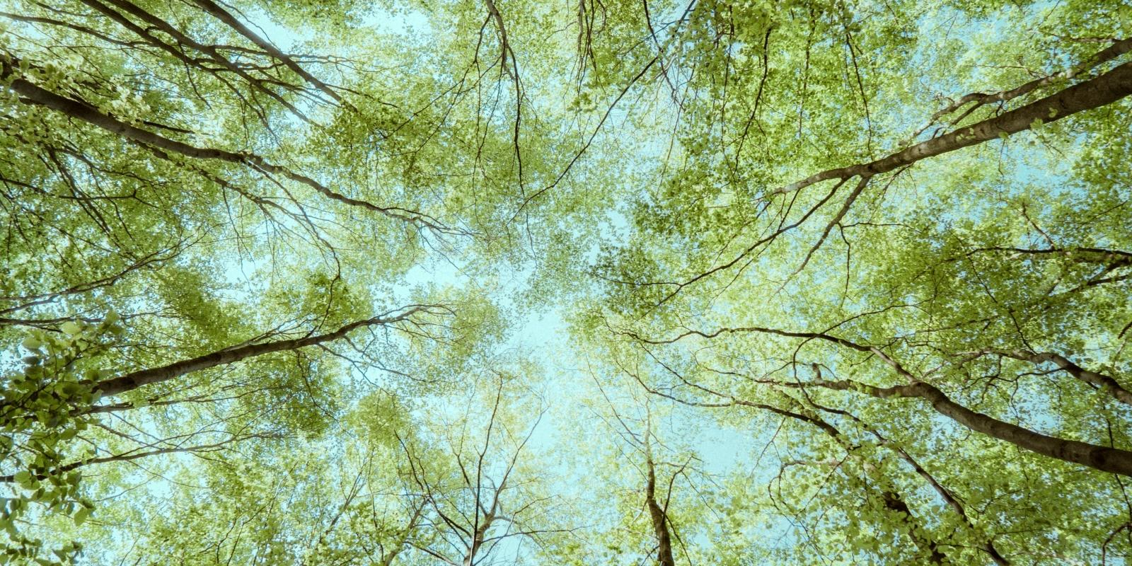 Baumkronen im Wald in Deutschland